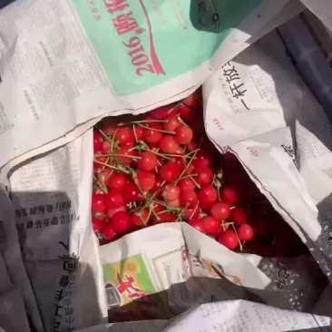 大量早大果红灯。