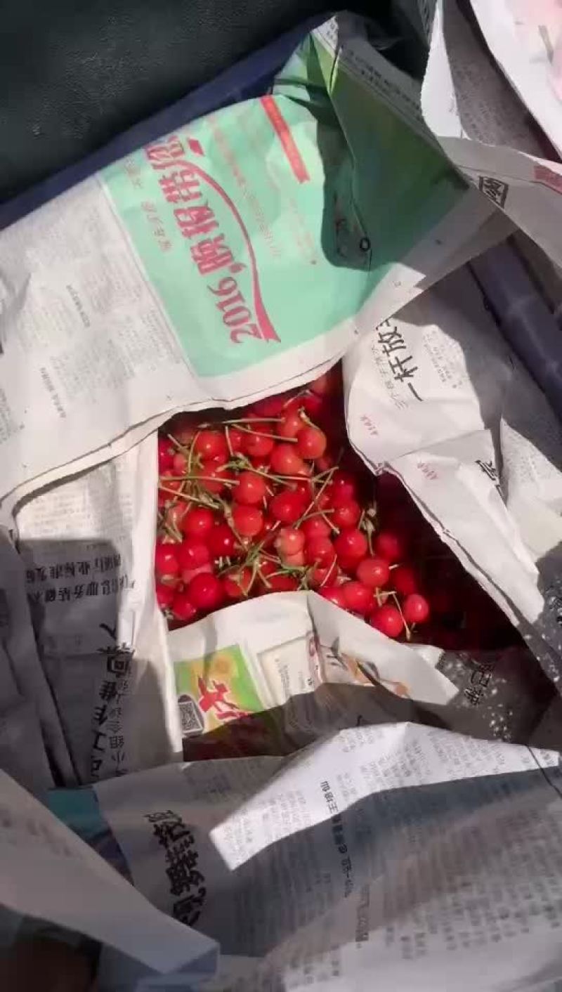 大量早大果红灯。