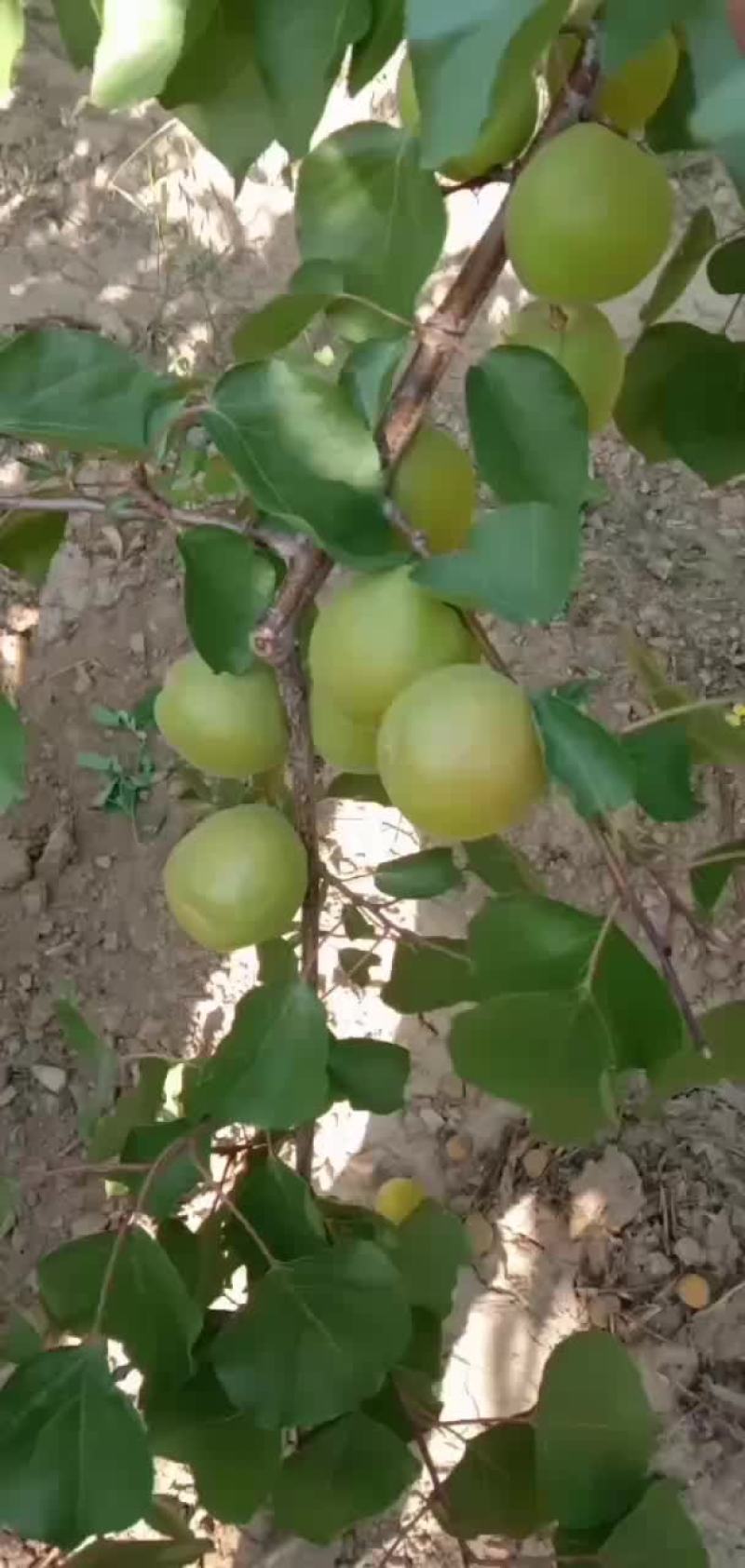 金太阳杏