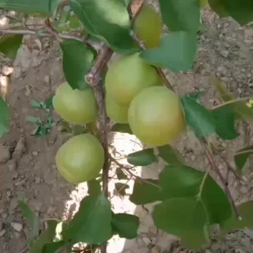 金太阳杏