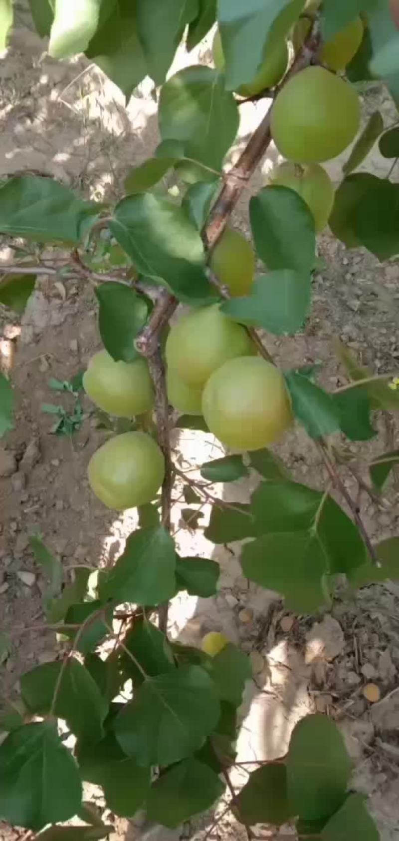 金太阳杏