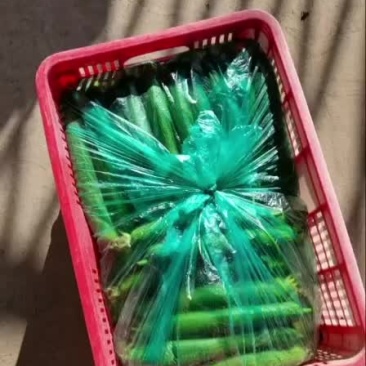 短丝瓜