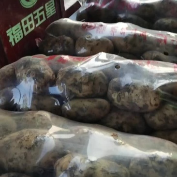 土豆