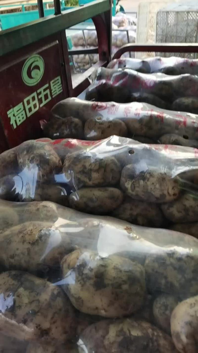 土豆