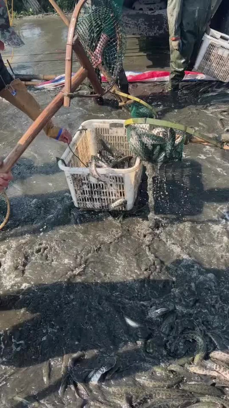 黑鱼