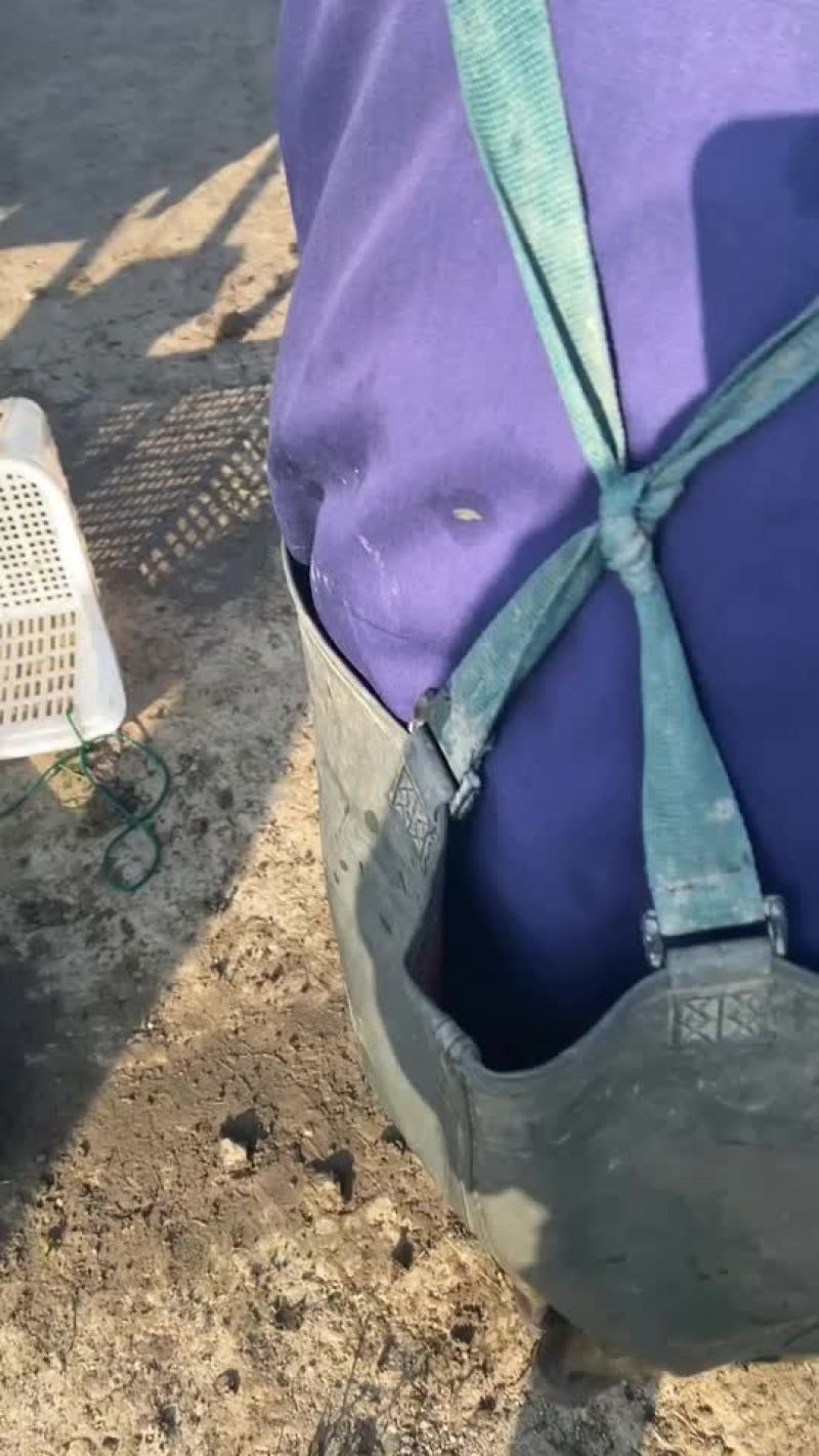 黑鱼