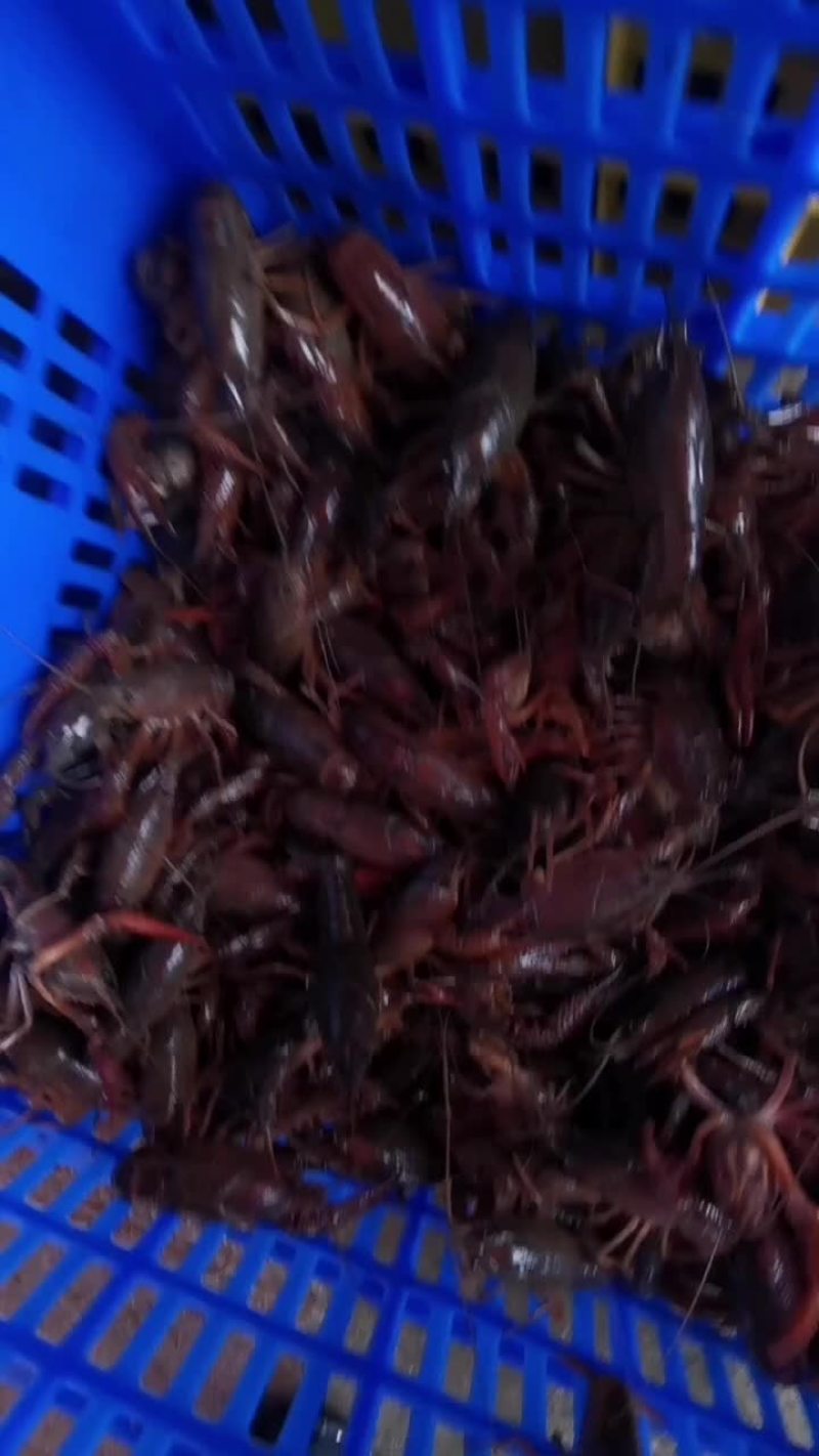 微山湖小龙虾