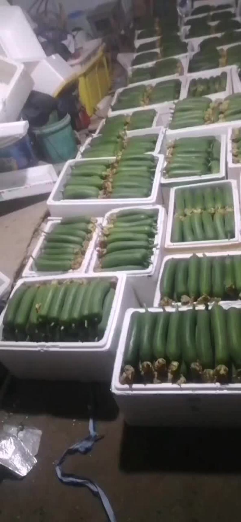 丝瓜
