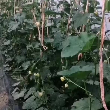 丝瓜