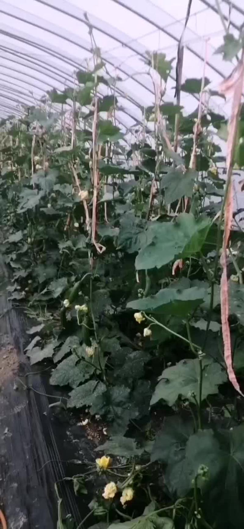 丝瓜
