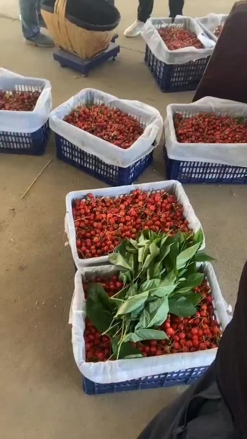 专业代办陕西宝鸡樱桃