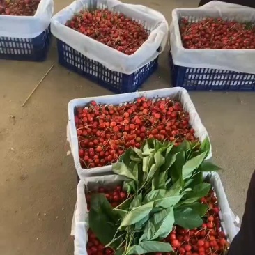专业代办陕西宝鸡樱桃