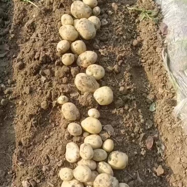 土豆