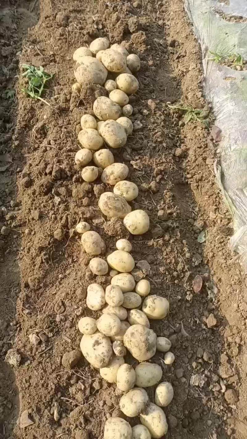 土豆