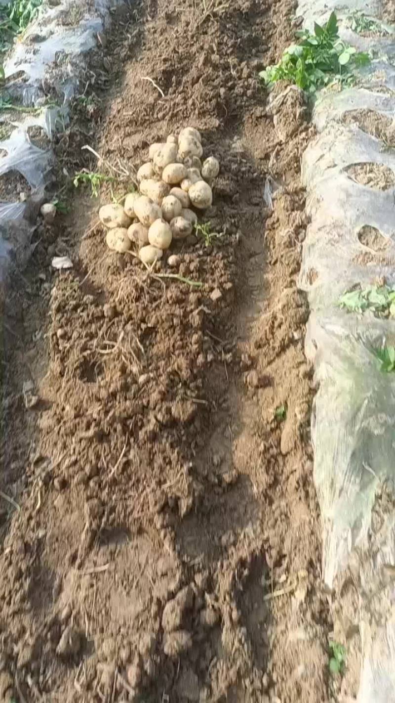土豆