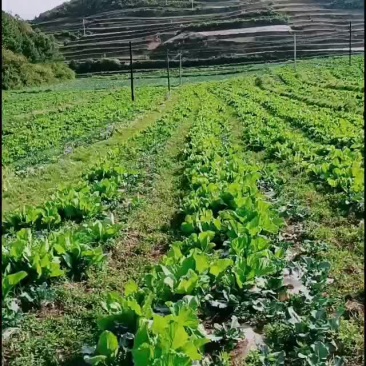需要买蔬菜的人来找我。
