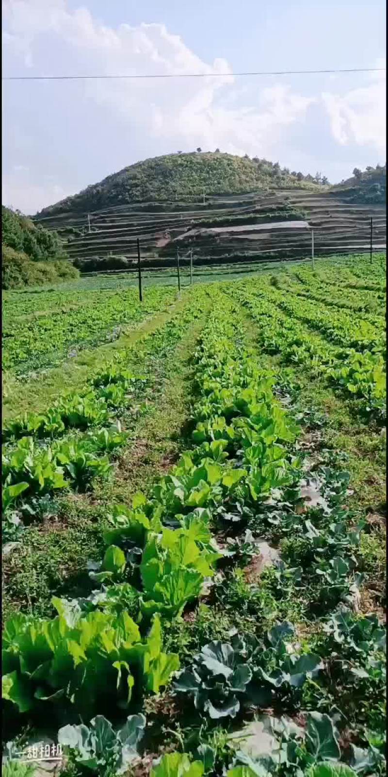 需要买蔬菜的人来找我。