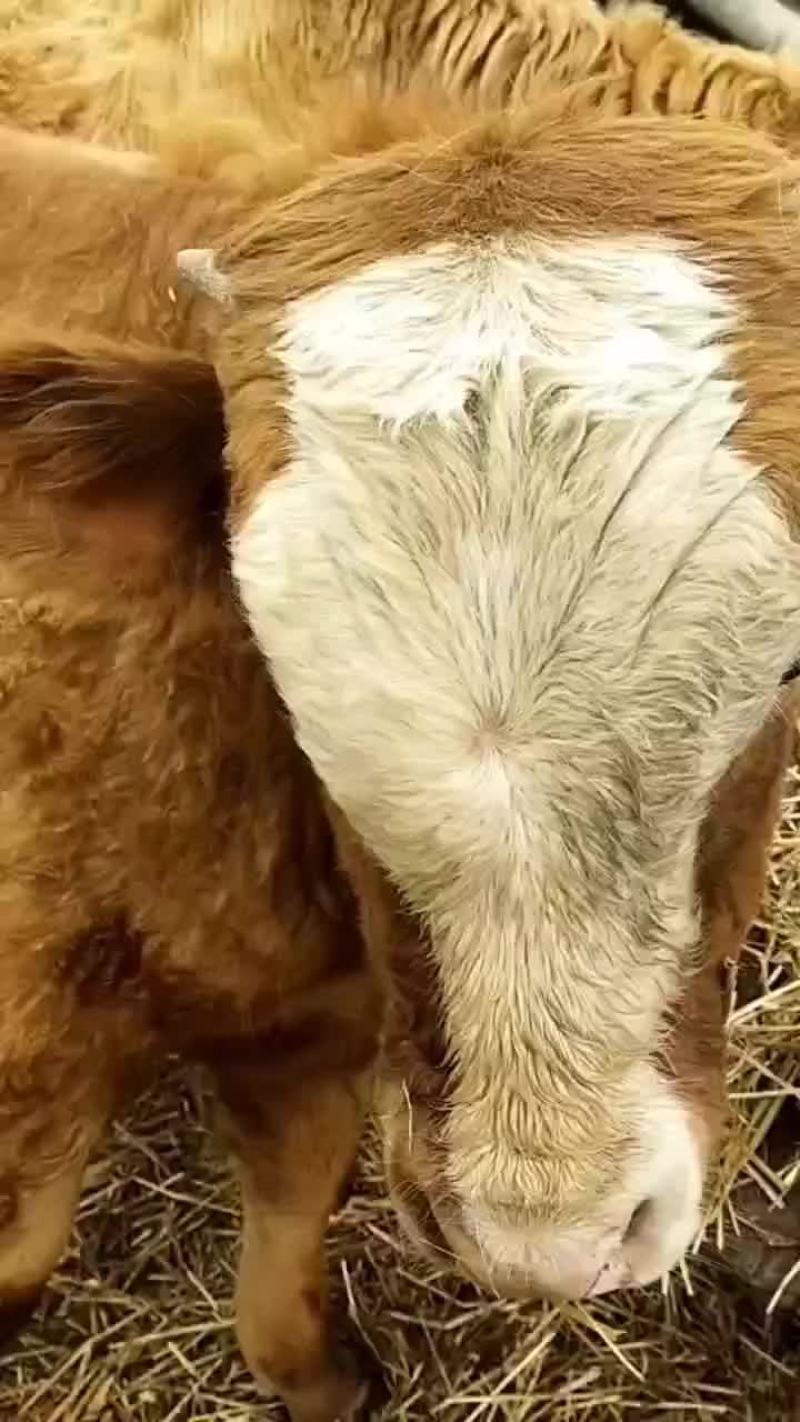 繁殖怀孕母牛