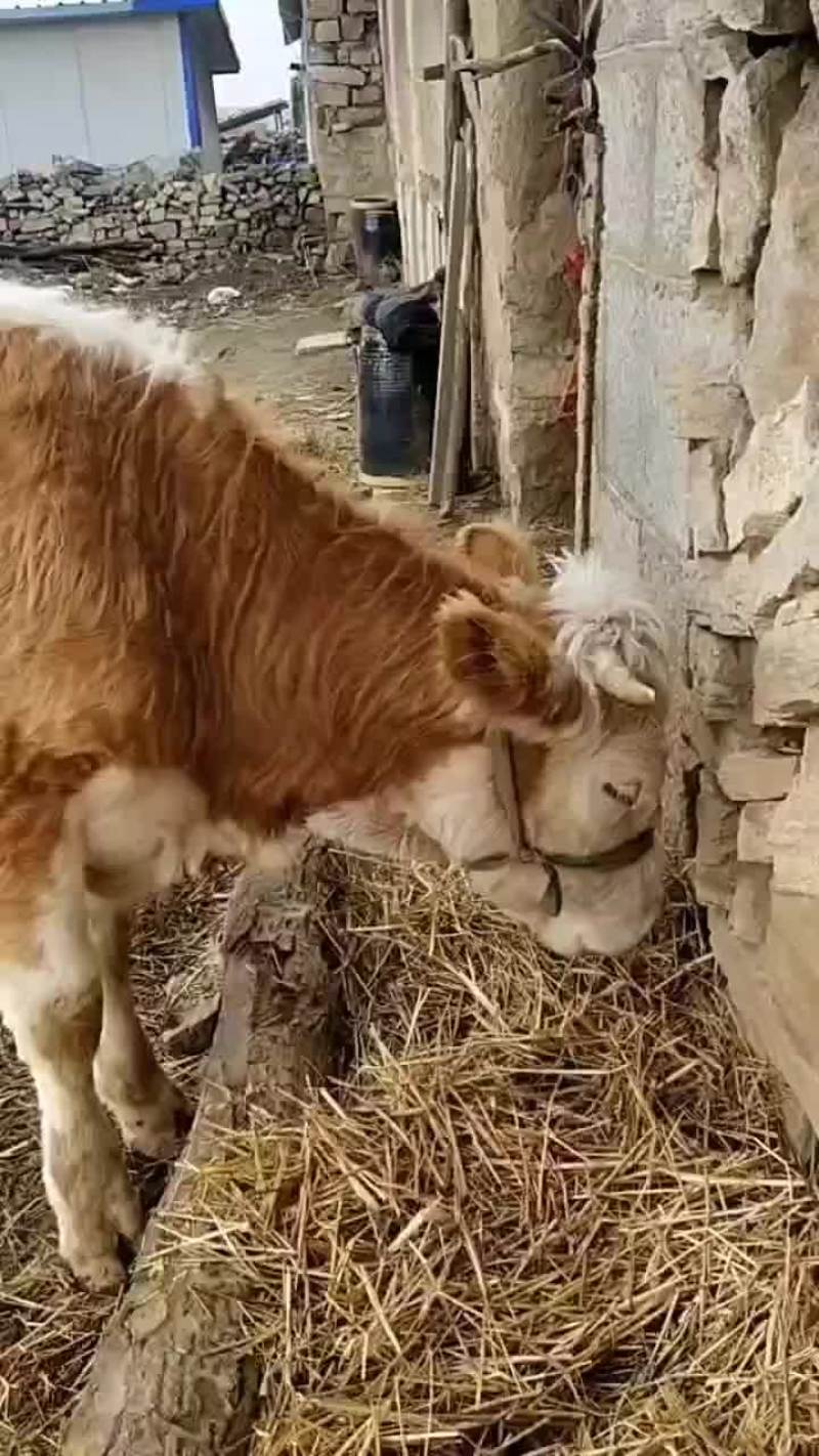 繁殖怀孕母牛