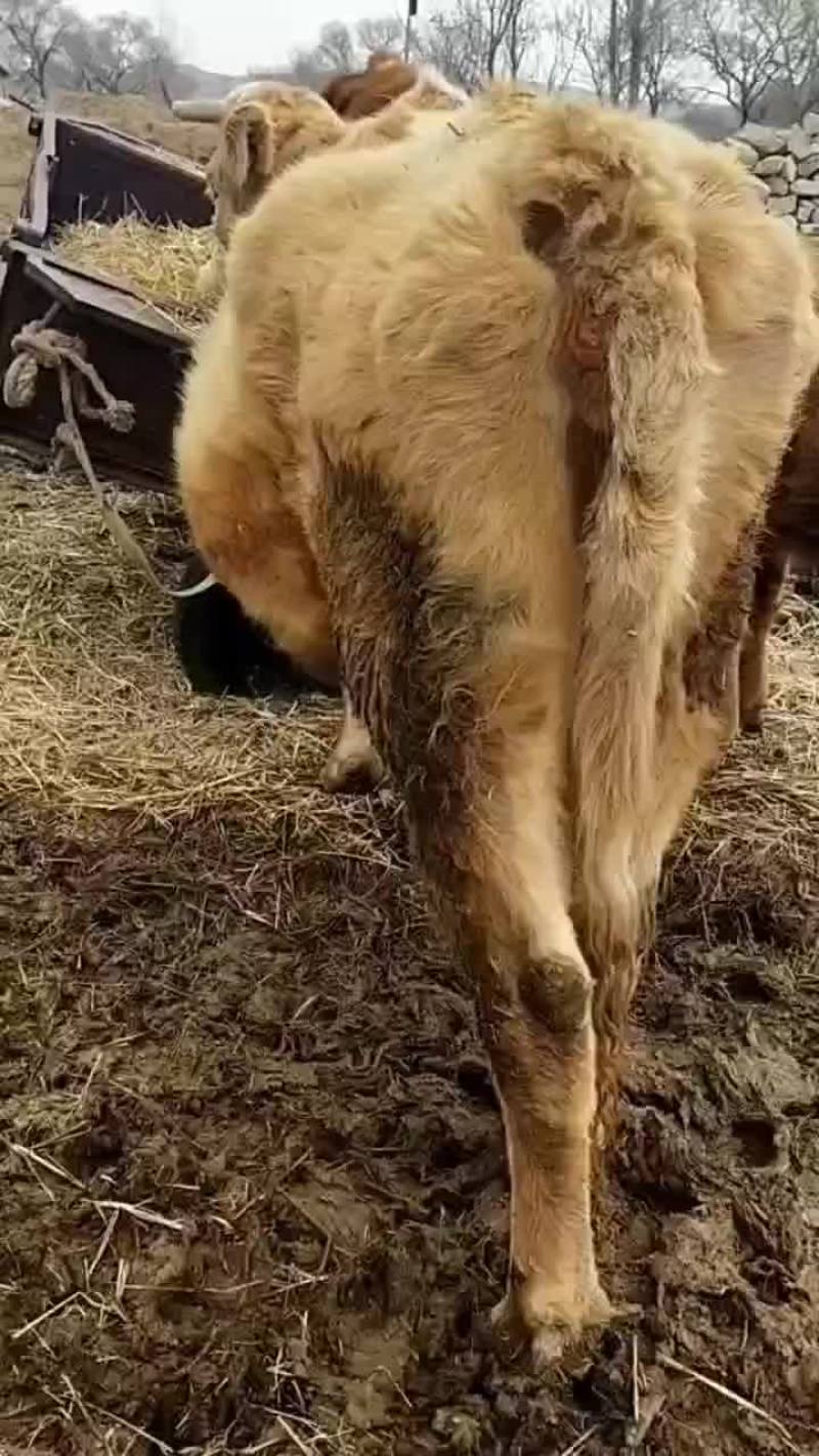 繁殖怀孕母牛
