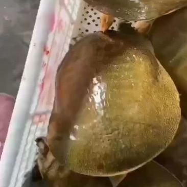 精品外塘青黄背老甲鱼，一斤到六斤规格，量大从优