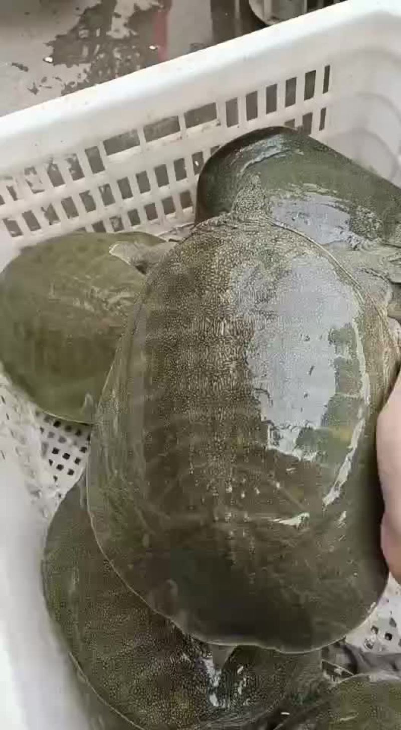 精品外塘青黄背老甲鱼，一斤到六斤规格，量大从优