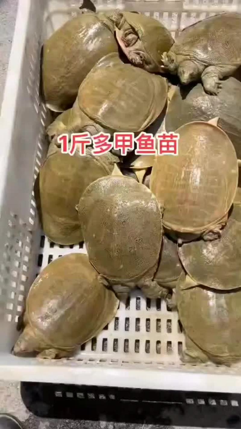 精品外塘青黄背老甲鱼，一斤到六斤规格，量大从优