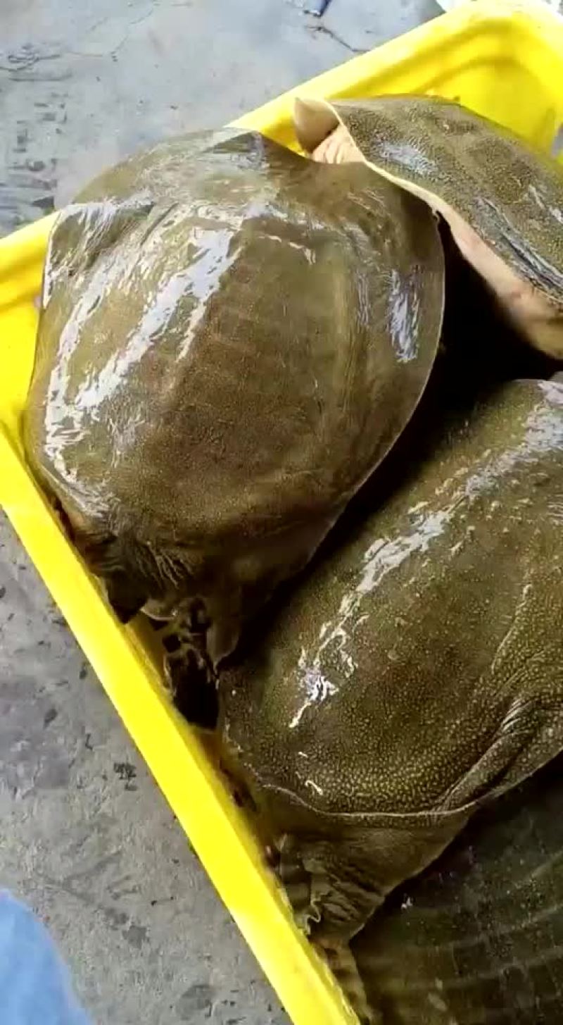 精品外塘青黄背老甲鱼，一斤到六斤规格，量大从优