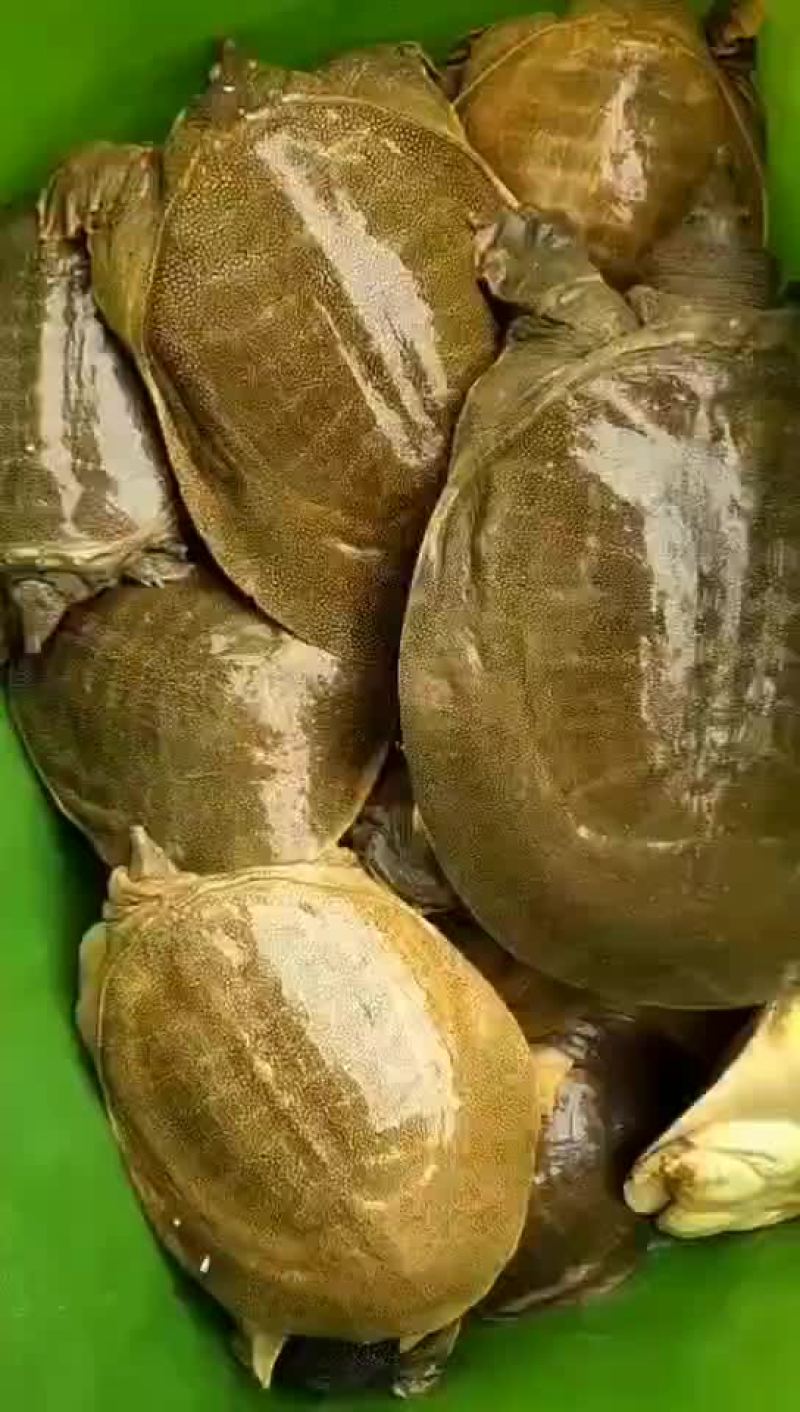 精品外塘青黄背老甲鱼，一斤到六斤规格，量大从优