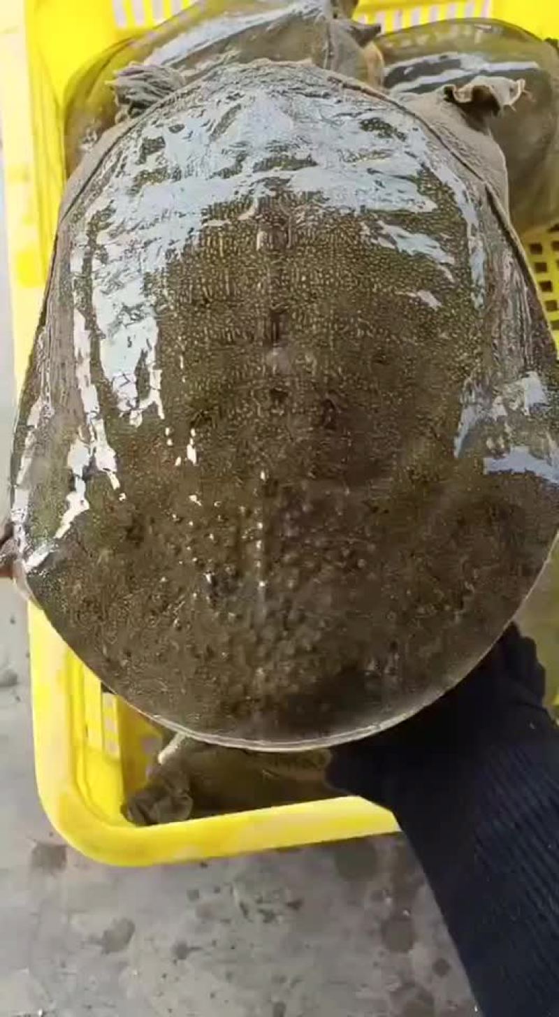 精品外塘青黄背老甲鱼，一斤到六斤规格，量大从优