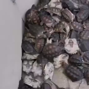 鳄鱼龟苗批发，外塘养殖专用苗