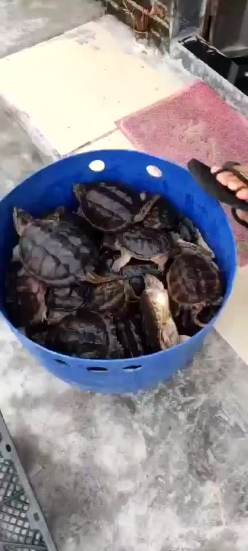 鳄鱼龟苗批发，外塘养殖专用苗
