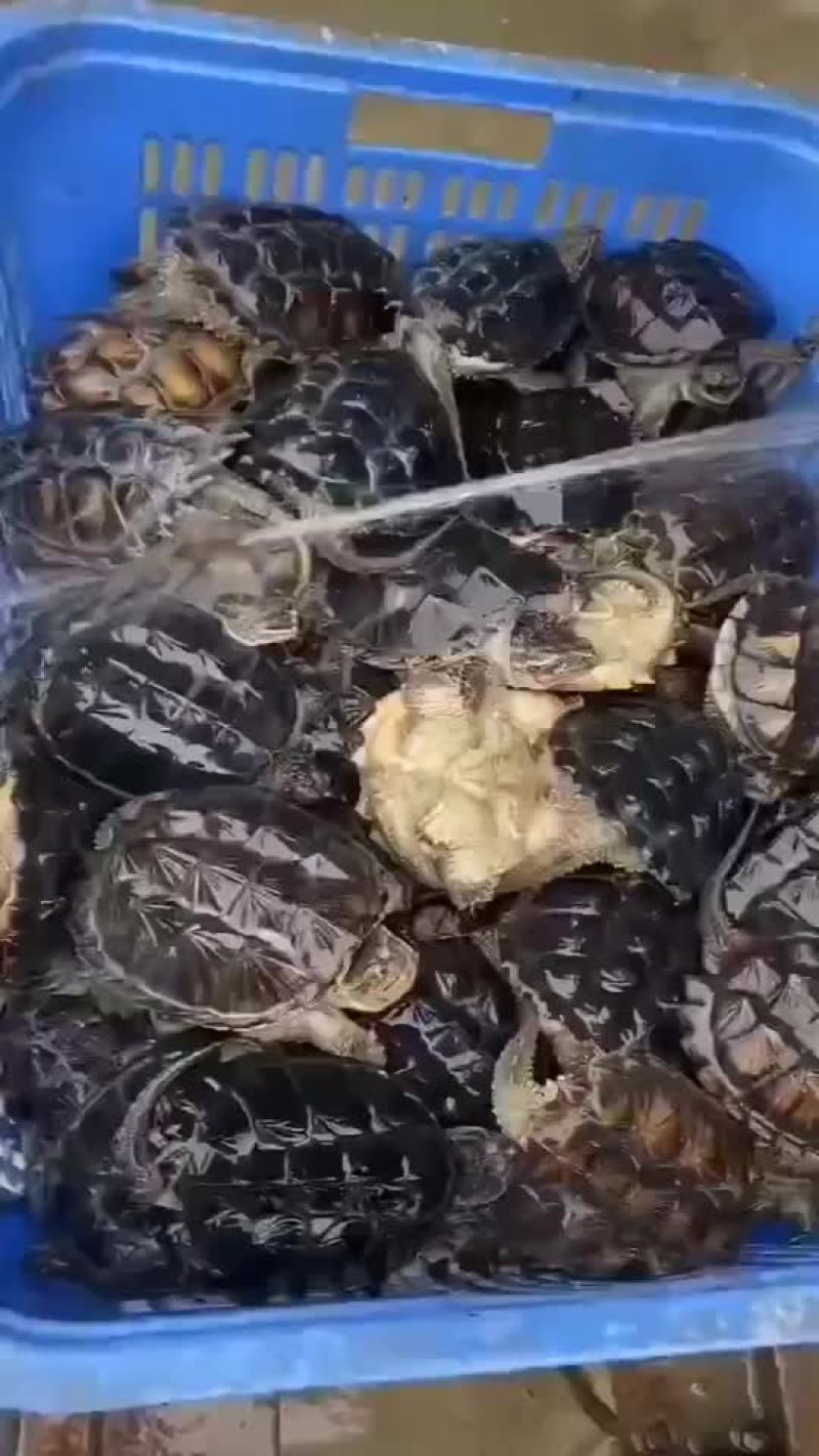 鳄鱼龟苗批发，外塘养殖专用苗