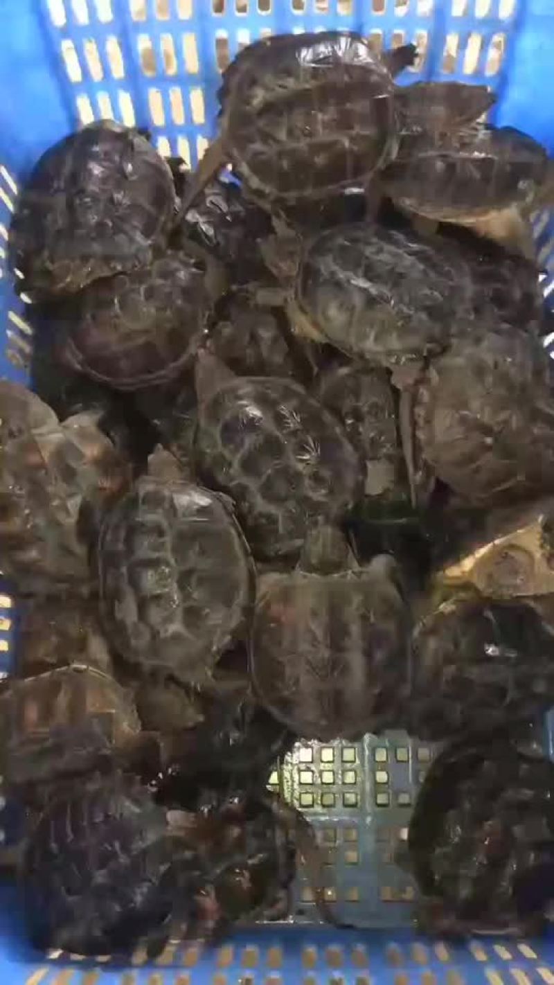 鳄鱼龟苗批发，外塘养殖专用苗