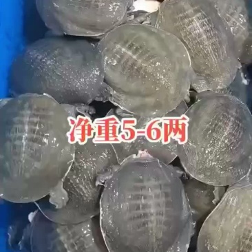 网红麻辣甲鱼的，卤甲鱼大小规格齐全，支持全国发货