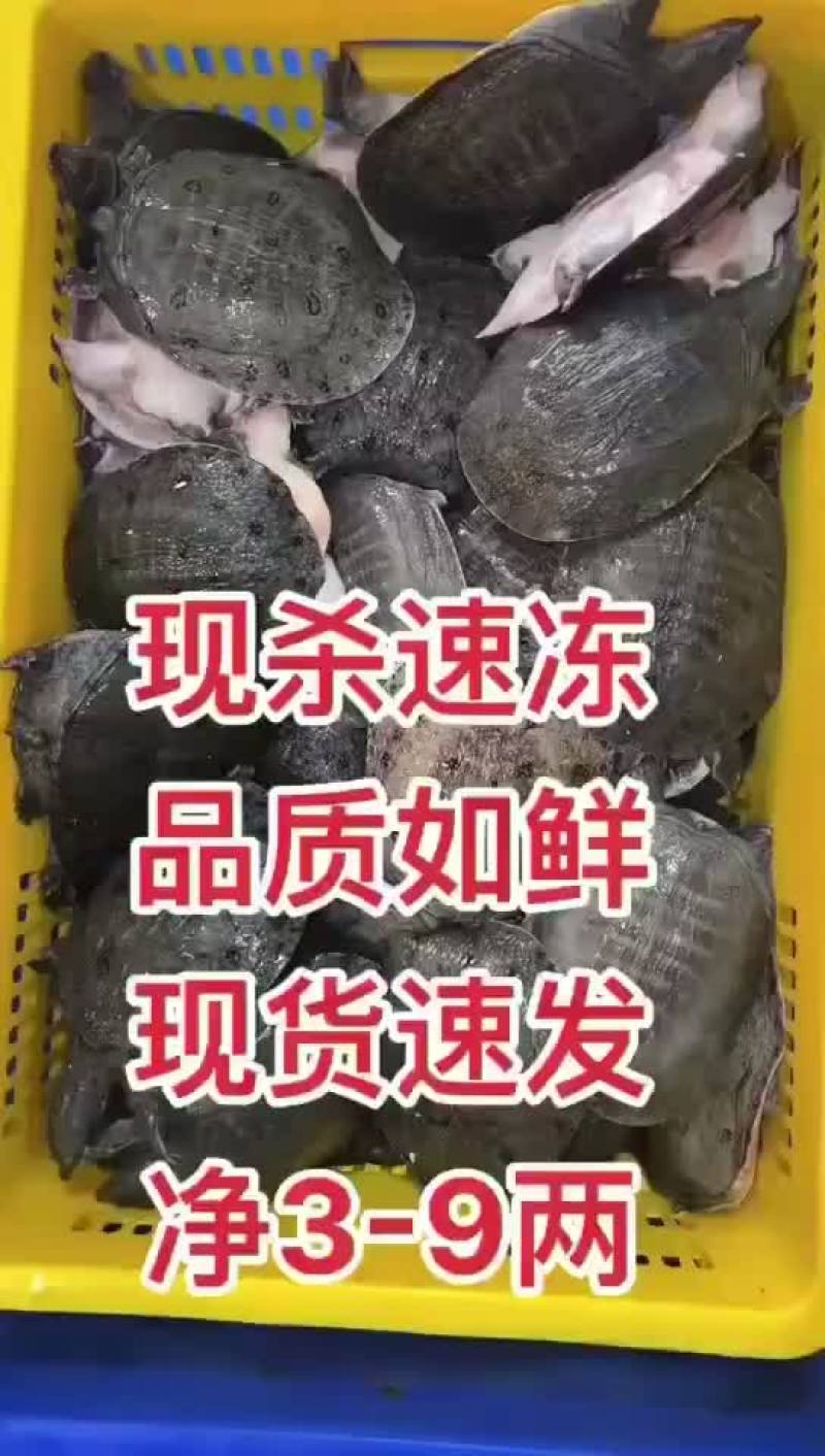 网红麻辣甲鱼的，卤甲鱼大小规格齐全，支持全国发货