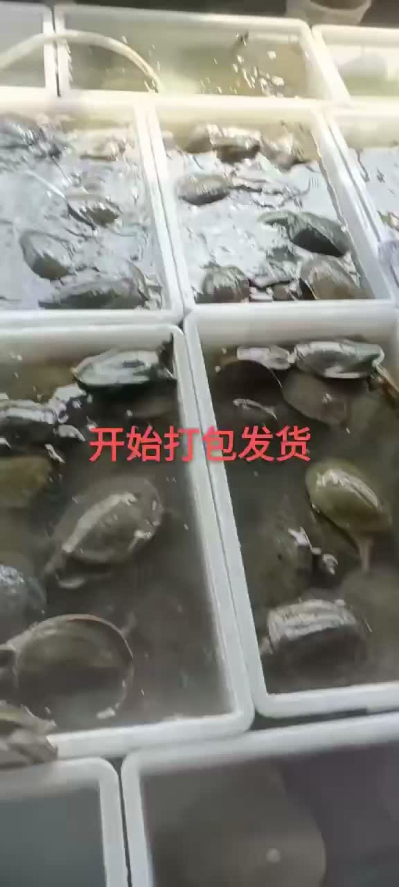 网红麻辣甲鱼的，卤甲鱼大小规格齐全，支持全国发货
