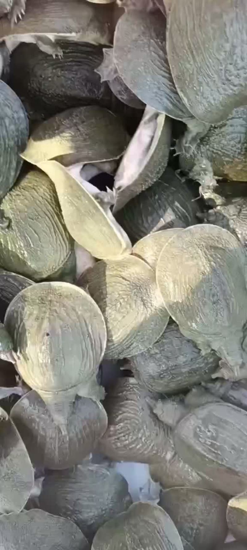 网红麻辣甲鱼的，卤甲鱼大小规格齐全，支持全国发货