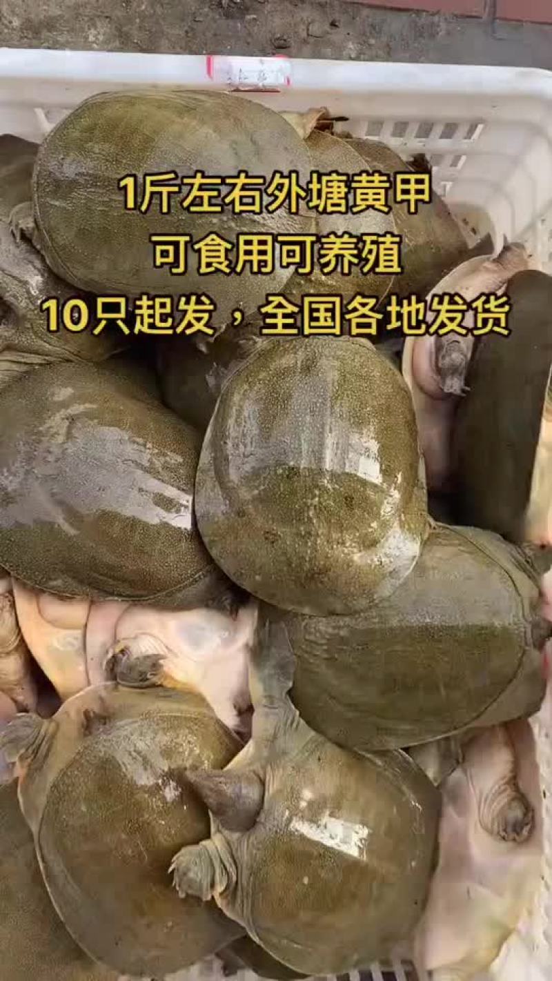 网红麻辣甲鱼的，卤甲鱼大小规格齐全，支持全国发货