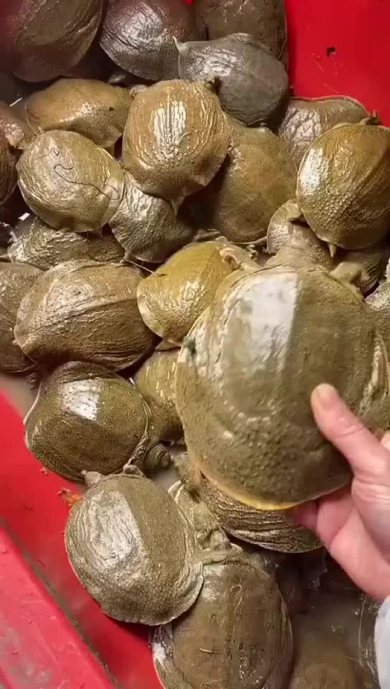 网红麻辣甲鱼的，卤甲鱼大小规格齐全，支持全国发货