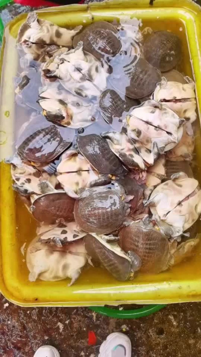 网红麻辣甲鱼的，卤甲鱼大小规格齐全，支持全国发货