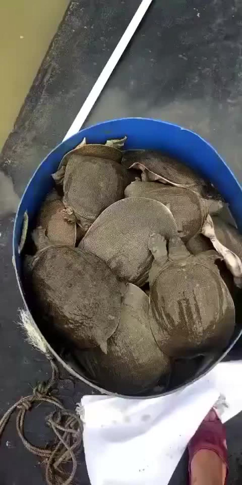网红麻辣甲鱼的，卤甲鱼大小规格齐全，支持全国发货