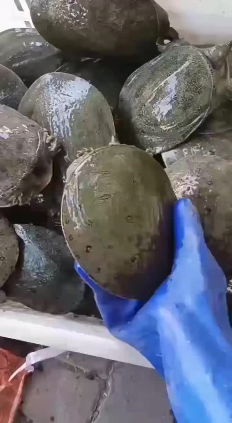 网红麻辣甲鱼的，卤甲鱼大小规格齐全，支持全国发货