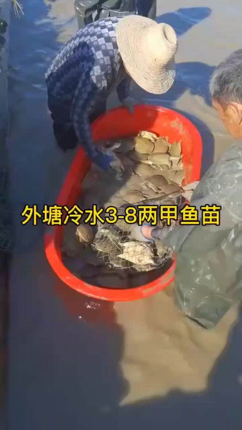 网红麻辣甲鱼的，卤甲鱼大小规格齐全，支持全国发货