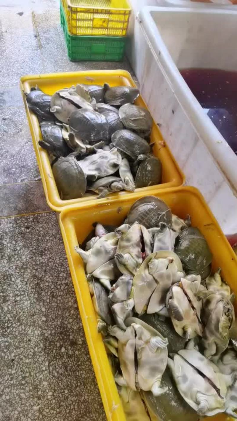 网红麻辣甲鱼的，卤甲鱼大小规格齐全，支持全国发货