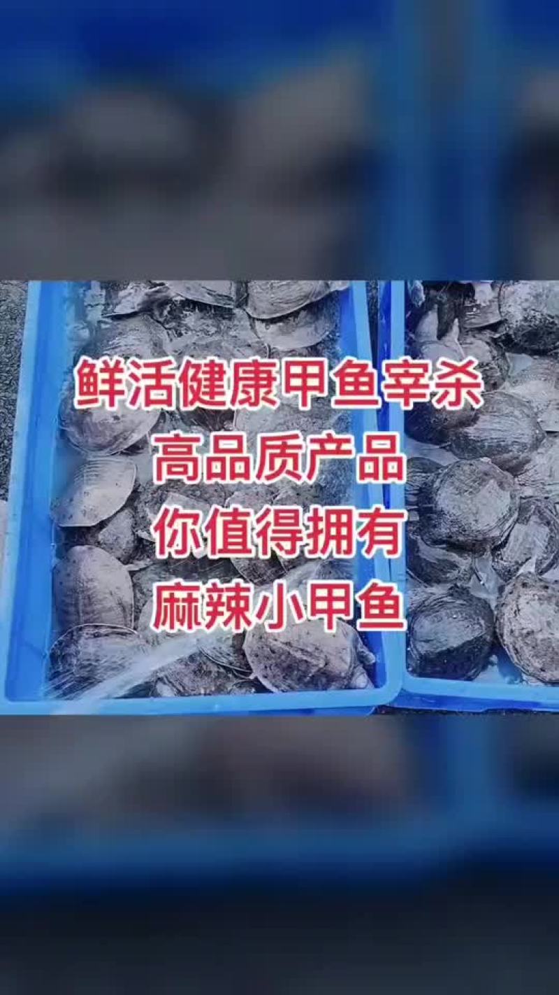 网红麻辣甲鱼的，卤甲鱼大小规格齐全，支持全国发货