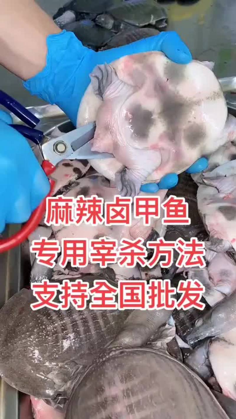 网红麻辣甲鱼的，卤甲鱼大小规格齐全，支持全国发货