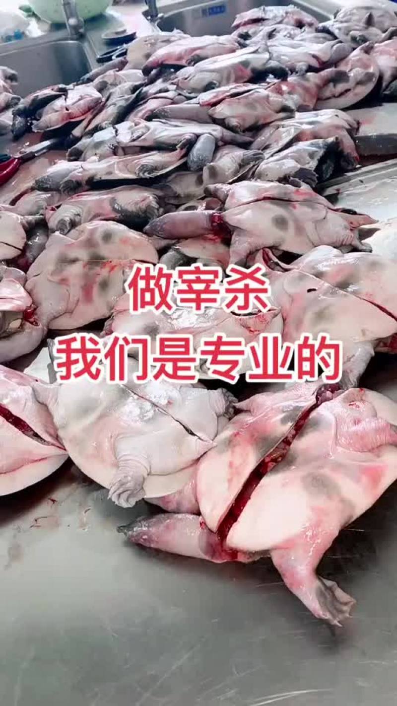 网红麻辣甲鱼的，卤甲鱼大小规格齐全，支持全国发货