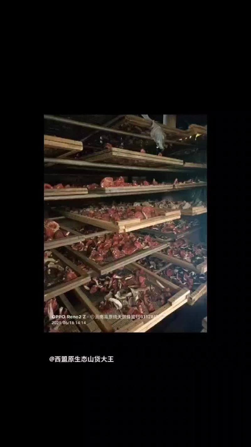云南红菇