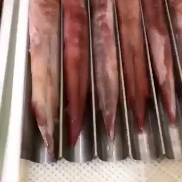 东海深海手钓火箭鱿正鱿口感鲜甜Q弹